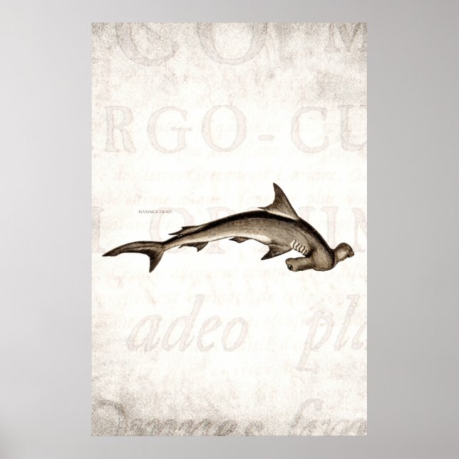 Vintagen 1800er Hammerhead Shark Old Hammer Head Poster (Vorne)