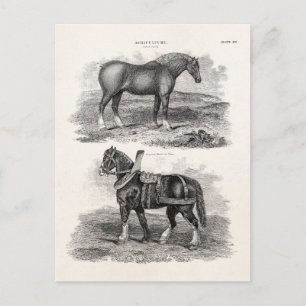 Vintagen 1800er Jahre Reitpferde Landwirtschaftlic Postkarte