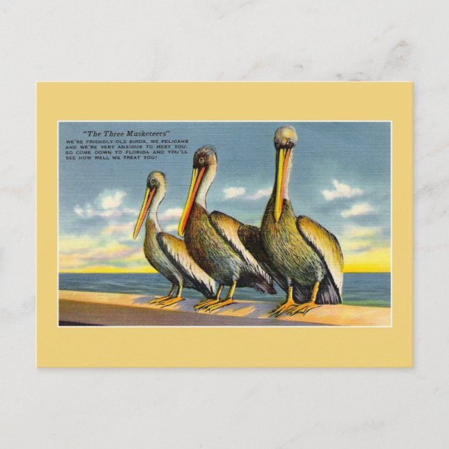 Vintagen 3 Muskepelikane aus Florida Postkarte (Vorderseite)