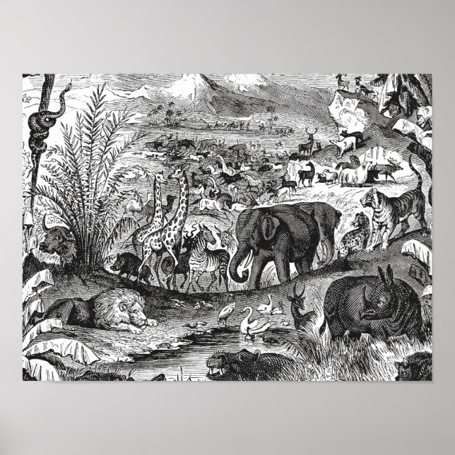 Vintagen Afrikanische Tiere im 18. Jahrhundert Poster (Vorne)