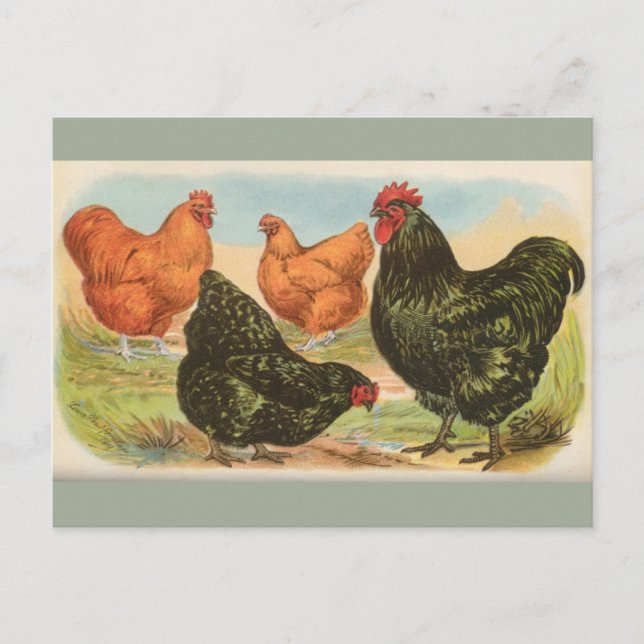 Vintagen Postkarte "Orpington Chickens" (Vorderseite)