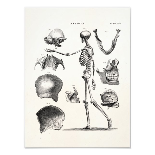 Vintagen Skelett der 1800er Jahre Antikes Anatomie Fotodruck (Vorne)