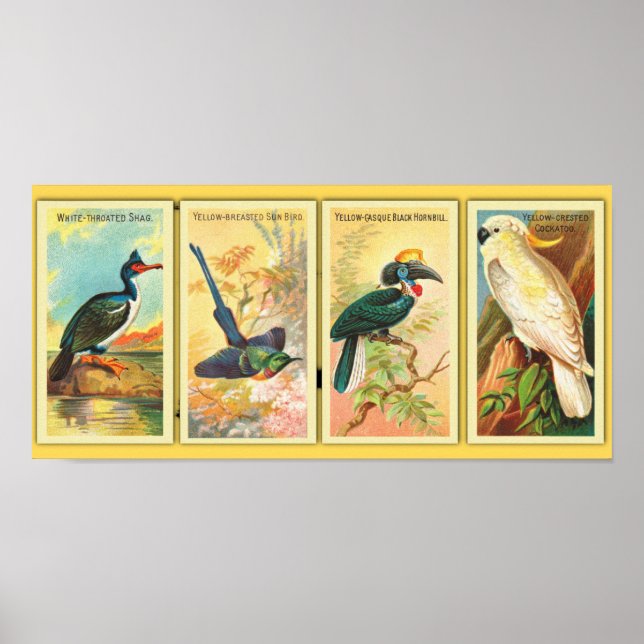Vintagen vier tropische Vögel in einer Illustratio Poster (Vorne)