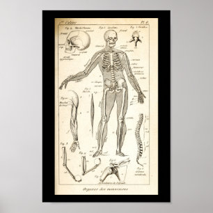 Vintager 1844 Menschen-Skeleton Anatomie-Druck Poster