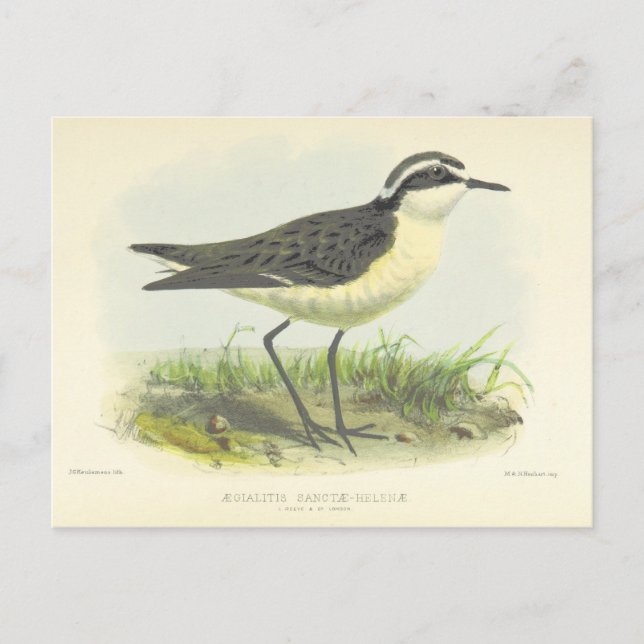 Vintager 1875 von St. Helena Zeichnend Vogel Postkarte (Vorderseite)
