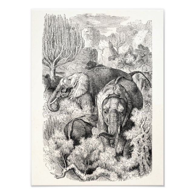 Vintager afrikanischer Elefant der 1800er Jahre -  Fotodruck (Vorne)
