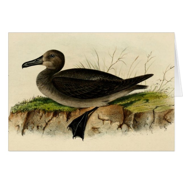 Vintager Albatros (Vorderseite (Horizontal))