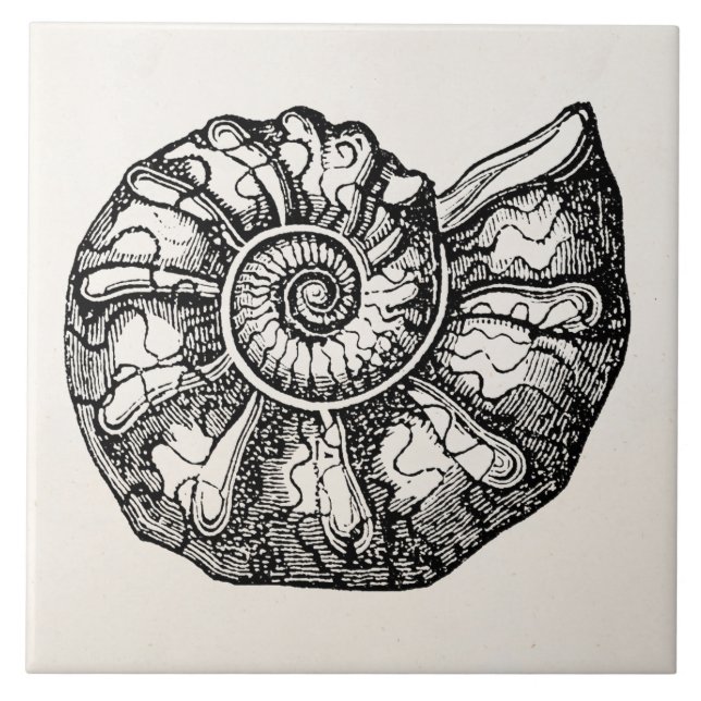 Vintager Ammonitseashell-versteinerte Fliese (Vorderseite)