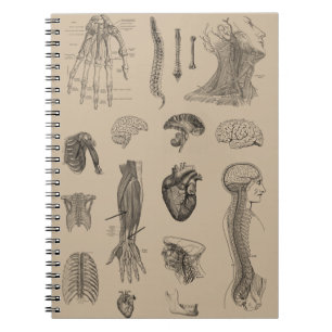 Vintager Anatomie-Druck Notizblock
