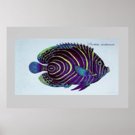 Vintager Angelfisch Poster