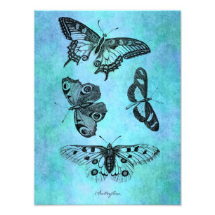 Vintager Aquamariner Blauer Schmetterling Zeichnen Fotodruck