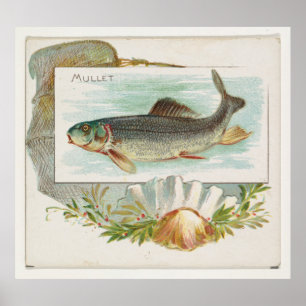 Vintager Atlantischer Mullet-Fisch (1889) Poster