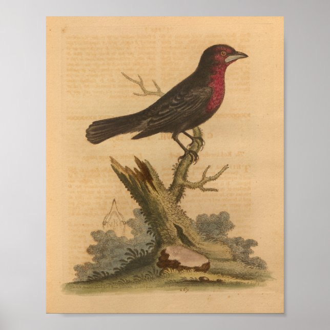 Vintager Bird Black Print Poster (Vorne)