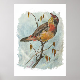 Vintager Bird Poster