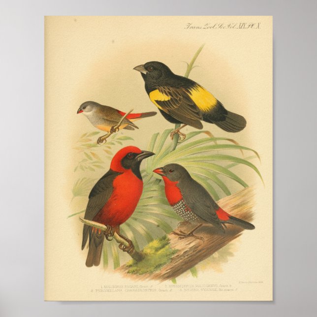 Vintager Bird-RoGelb Poster (Vorne)
