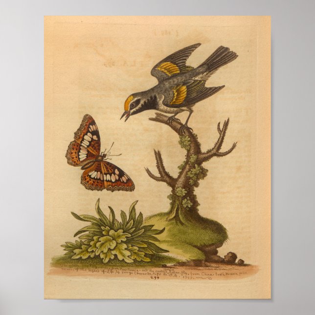 Vintager Bird Yellow Print Butterfly Poster (Vorne)