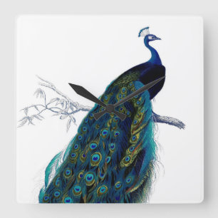 Vintager blauer eleganter bunter Pfau Quadratische Wanduhr