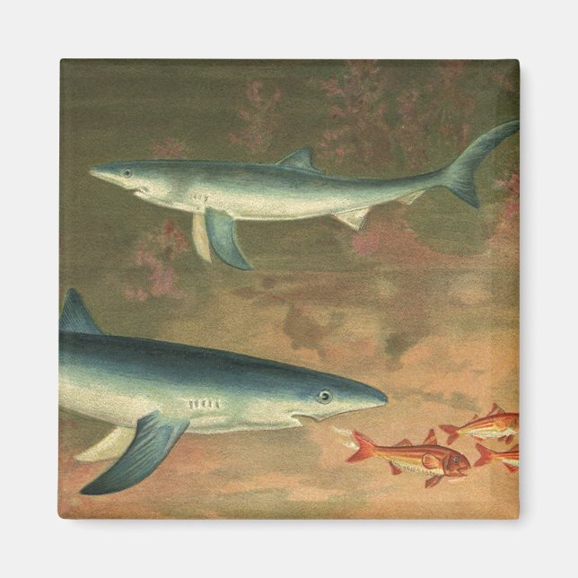Vintager Blauer Hai isst Fisch, Meeresleben Magnet (Vorne)