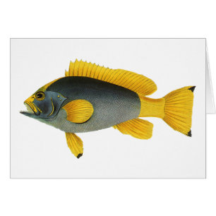 Vintager Blauer und Gelber Grouper Fisch, Meeresle
