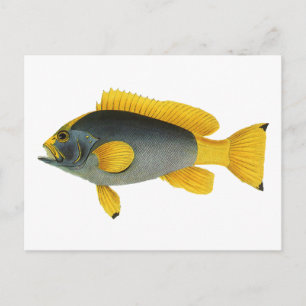 Vintager Blauer und Gelber Grouper Fisch, Meeresle Postkarte