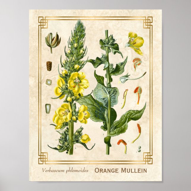 Vintager Blumenkraut Orange Mullein Botanische Kun Poster (Vorne)