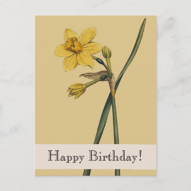 Vintager botanischer Affodil Happy Birthday Postca Postkarte (Vorderseite)