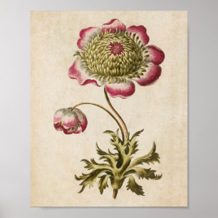 Vintager botanischer Anemon Poster