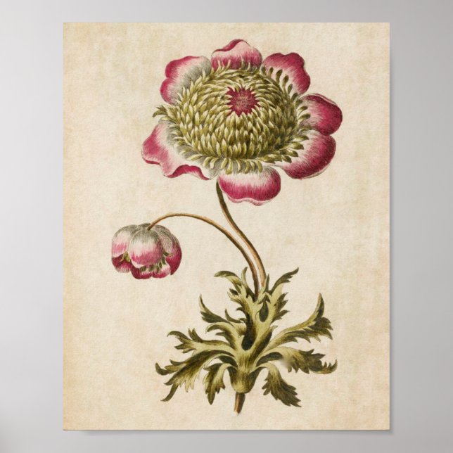 Vintager botanischer Anemon Poster (Vorne)