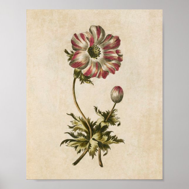 Vintager botanischer Anemon Poster (Vorne)