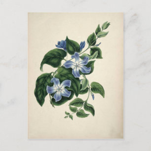 Vintager botanischer Ausdruck Postkarte