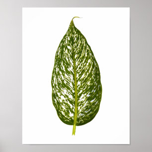 Vintager Botanischer Blattdruck Poster