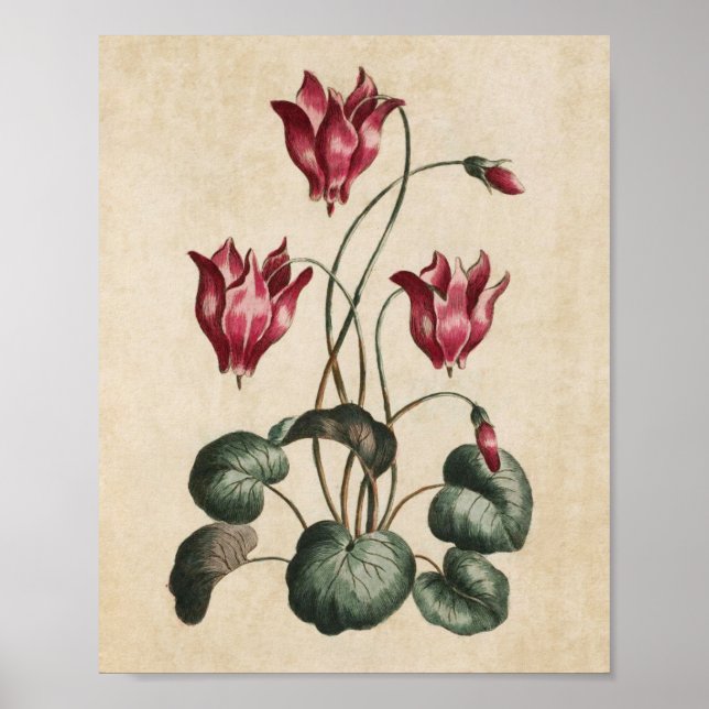 Vintager botanischer Blumenkanzler Print Poster (Vorne)