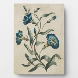 Vintager botanischer Blumenkonvolvulus Fotoplatte