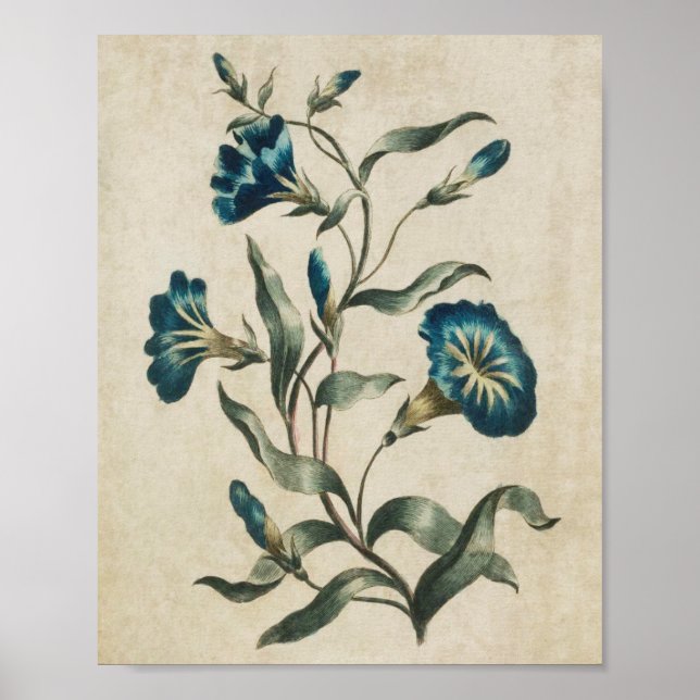 Vintager botanischer Blumenkonvolvulus Poster (Vorne)