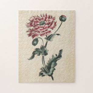 Vintager Botanischer Blumenmohn