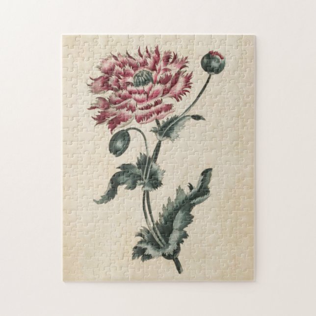 Vintager Botanischer Blumenmohn (Vertikal)