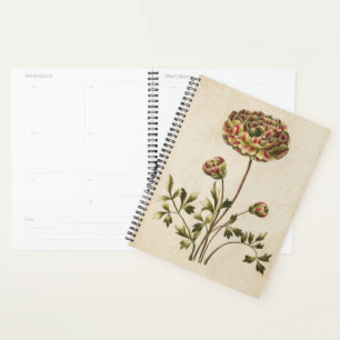 Vintager Botanischer Blumenranunculus Planer