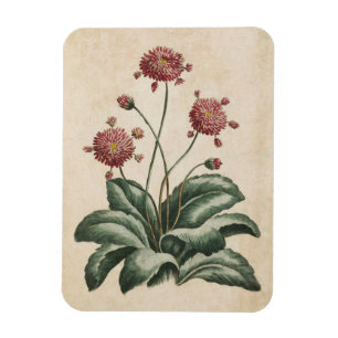 Vintager botanischer Blumenzauber Magnet