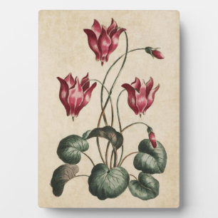 Vintager botanischer Blumenzymclamen Fotoplatte