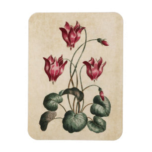 Vintager Botanischer Blumenzymklaven Magnet