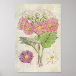 Vintager botanischer Carmin-Chinesischer Primrose Poster