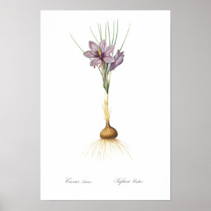 VINTAGER BOTANISCHER "CROCUS" REDOUTÉ POSTER