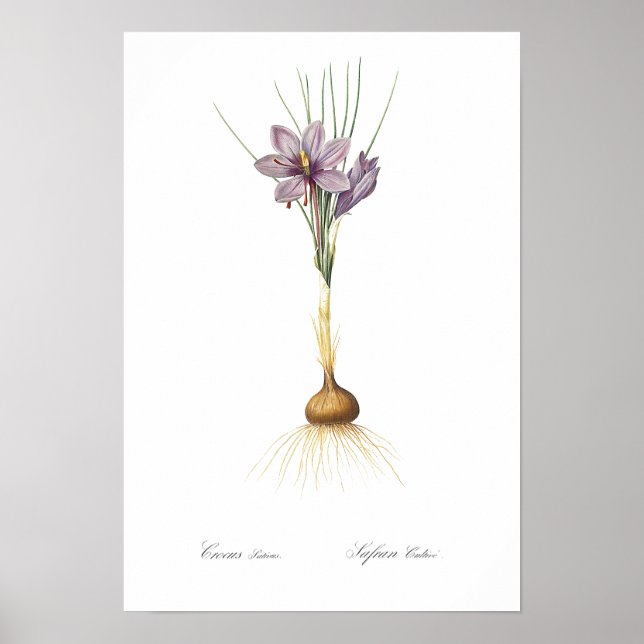 VINTAGER BOTANISCHER "CROCUS" REDOUTÉ POSTER (Vorne)