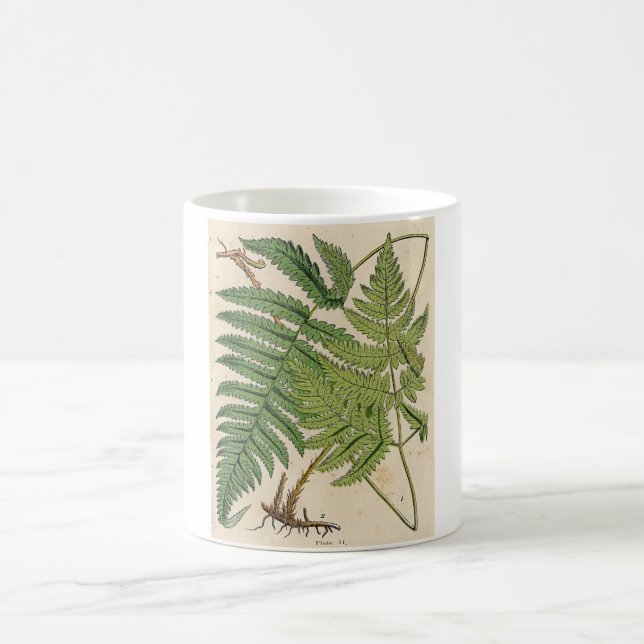 Vintager botanischer Druck - Farne Kaffeetasse (Mittel)