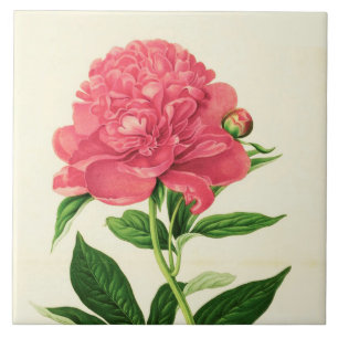Vintager botanischer Druck, korallenrote rosa Fliese