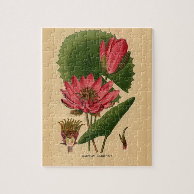 Vintager botanischer Druck Rosa Wasserlilie Lotus (Vertikal)
