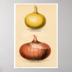 Vintager botanischer Druck - Zwiebeln Poster