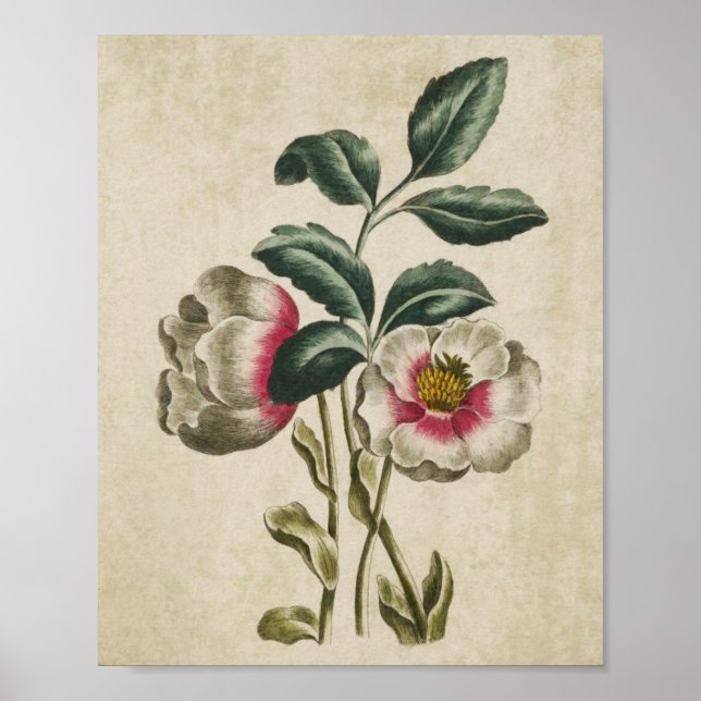 Vintager Botanischer Flora-Hellebore Poster (Vorne)
