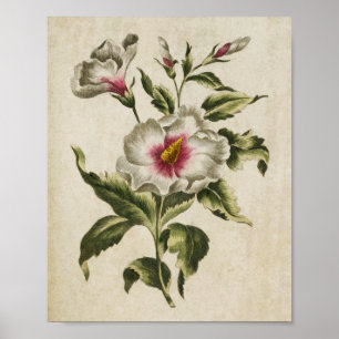 Vintager botanischer Floral Althea Frutex Print Poster