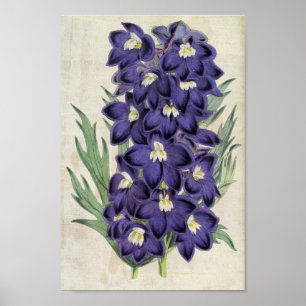 Vintager Botanischer Fraser's Bee Larkspur Poster